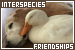  Interspecies Friendships